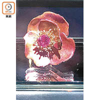 《Alchimiste煉金術》Rose Sophy's玫瑰花戒，以玫瑰金和鈦金屬製造，鑲嵌天然花瓣、1枚3.99卡枕形碧璽、黃色藍寶石和粉紅色藍寶石。 $218萬