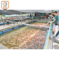 在魚排上你可餵飼圈養魚群。