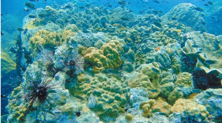 是次船宿首個潛點Hin Luk Bat，是一塊長滿各種珊瑚的大礁石。