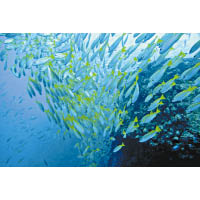 HTMS Chang Wreck是不少海洋生物的棲息天堂，看到圖中的黃尾鯛魚群實屬等閒。