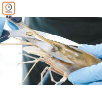 1.剪去越南大頭蝦的硬刺及鬚後開邊，取出頭部沙囊及挑出蝦腸，清洗後備用。