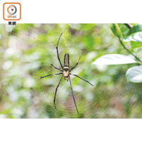 雌性人面蜘蛛（又叫大木林蜘蛛）最巨型約有手掌大，花紋和人的臉真有點相像。