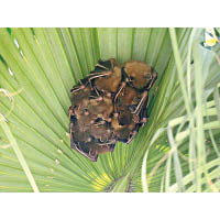雄性短吻果蝠會咬斷蒲葵葉的葉脈，讓葉子變成帳篷狀，方便做巢。