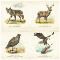 根據19世紀的野外生態，遊戲為荒蕪地區預備了近200種野生動物。