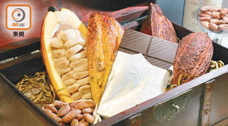 可可豆是製作朱古力的主要材料，原本用來沖調只有皇室才有資格享用的飲品，到了19世紀用新技術製成香滑朱古力，成為老幼咸宜的美食。