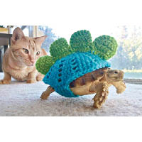 烏龜扮成恐龍，連貓咪都傻了眼。