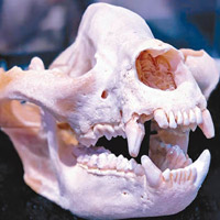 發現歡歡真骨<br>展廳的一堆動物骨頭標本大多是仿真製品，但當中上野動物園熊貓歡歡的頭骨卻是真標本，牠適逢車站關閉那年過世，彷彿有着一定的淵源。<br>