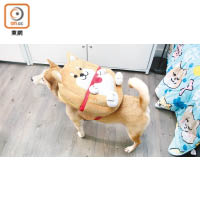 柴犬工房的主角SHIBE為一隻雄性柴犬，臉上總是掛着大笑容。