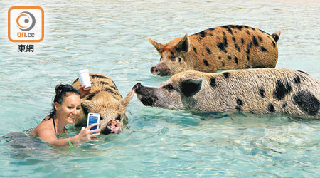 只要有食物在手，豬島的豬豬立即變「順德人」，和大家一起拍照。