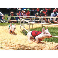 美國西部的大型節慶大多會有All-Alaskan Racing Pigs的賽豬項目助興。