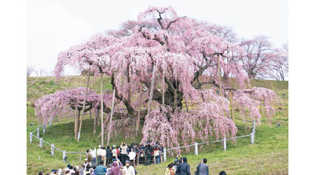 第1位：三春瀧櫻貴<br>為日本三大櫻花樹之一的三春瀧櫻，樹齡估計有1,000年以上。