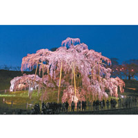 入黑時三春瀧櫻會亮燈，呈現另一種美態，開花預想日為4月9日。