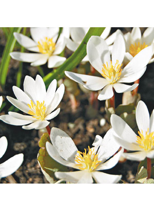 https://commons.wikimedia.org/wiki/File:Bloodroot_(Sanguinaria_canadensis).jpeg