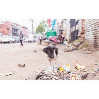 飢餓和疾病是尼泊爾社區狗隻最常面對的問題。