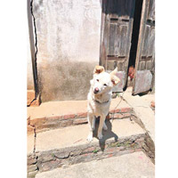 尼泊爾兩個主要城市有過萬隻社區狗隻，因而衍生不少問題。