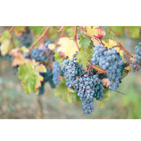 盛產葡萄的羅亞爾河流域，釀製出不少享負盛名的單一葡萄酒。