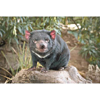 被喻為野生動物天堂的瑪麗亞島，是看塔斯馬尼亞魔鬼袋獾的好地方。