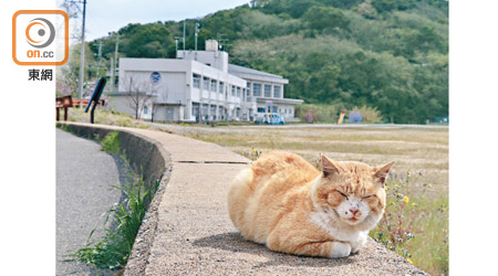 相島的貓咪數量達100多隻，分布於島上的每個角落，相當容易碰見。