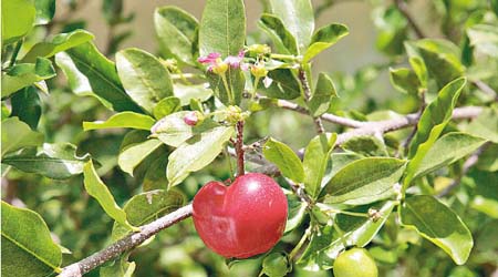 https://commons.wikimedia.org/wiki/File:Malpighia_glabra_blossom_and_fruit.jpg