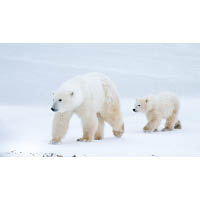 傳情達意：當楓景遇上北極熊加拿大