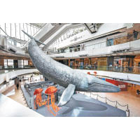 20米巨鯨登場 展現海洋奧妙