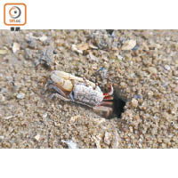 泥灘小洞內住滿小螃蟹，只要安靜等待，便見到牠們逐一爬出洞外散步。