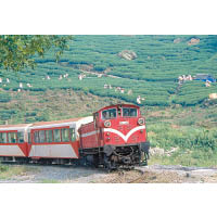 阿里山的高山森林鐵道，舉世聞名。