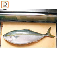 鰤魚（ぶり、音Buri）與油甘魚 （はまち、音Hamachi）其實是同一種魚，只是出生到成熟至少有6至8個不同叫法，油脂和膠質豐富是其特色，入冬之後天草亦盛產寒鰤。