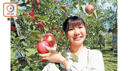 青森觀光蘋果園位於八甲田山麓地區，日夜溫差極大，擁有栽種高質蘋果條件。