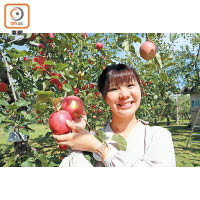 日本青森市 26款蘋果即摘即食