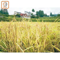 秋天正值新潟每年一造的稻米收成季節，金黃色的稻海構成另一道季節限定風景。