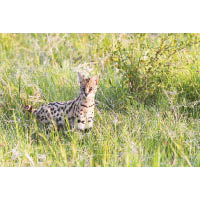 藪貓（Serval）是非洲既神秘又難碰到的小野貓。
