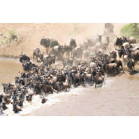 氣勢磅礡的牛羚，進行大遷徙時需要過河覓食。