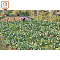 農莊內有一大片菜田，會因應季節種植不同的蔬菜瓜果。