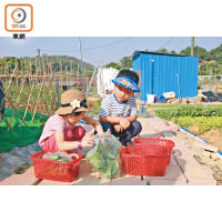 兩位小小農夫分工合作，幫手將在菜田收割的菜心，分發給每位參加「農夫體驗」的參加者。