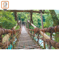 以迷你奇異果樹枝編織而成的蔓橋，是日本三奇橋之一，好有搖搖欲墜之感。