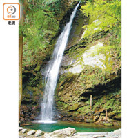 作為祖谷溪一大景點的琵琶瀑布，落差達50米，水量亦夠豐富。