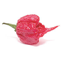 Carolina Reaper是現時全球最辣的辣椒。