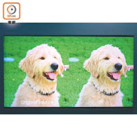 試播高清動物片段，透過電視的影像處理器升頻至8K後，細緻到連狗狗的毛髮都可逐條數。