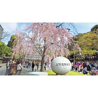 十大熱門景點第1位的上野恩賜公園，唔使同人逼都可以輕鬆賞櫻。