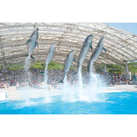 海豚劇場每天有多場表演，有4種海豚和偽虎鯨同場演出，氣勢十足。