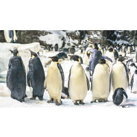 公園擁有南極之外的企鵝繁殖基地，相當巴閉。