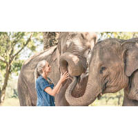 酒店提供獨特的體驗活動讓客人與大象接觸。