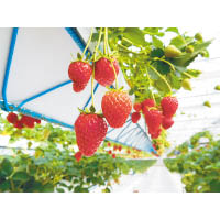 溫室內種植了紅臉頰、章姫及Oicberry三款品種。