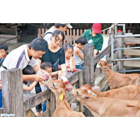 遊客可以親手餵小牛喝奶，比餵草來得更過癮。