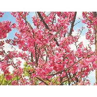 緋寒櫻（鐘花櫻桃）為香港最常見的櫻花樹品種。