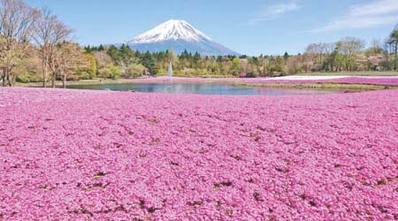 訪客前往富士芝櫻祭，可在富士山作背景下欣賞到52萬株芝櫻盛開的情景。