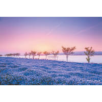 大阪舞洲海濱公園與大阪灣相鄰，海洋、天空加上粉蝶花，將3種不同層次的藍色結合在一起。