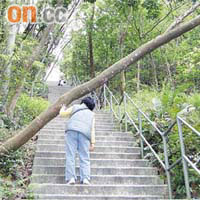 倒塌大樹橫傾在小徑之上，市民需彎腰才可通過。