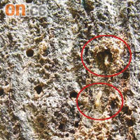 白蟻（紅圈示）在枯樹棲身逾年，地政總署一直未有安排滅蟻行動。